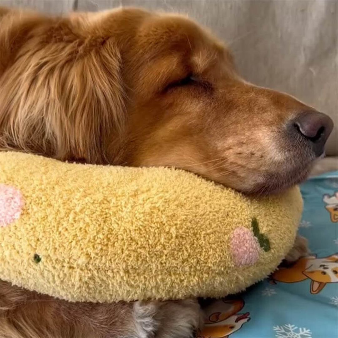 CozyPaws™ - Plush Comfort Pet Pillow 