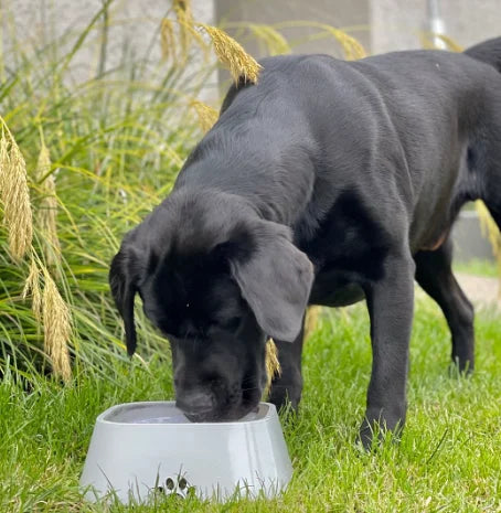 Pet Anti-Spill Drinking Bowl 